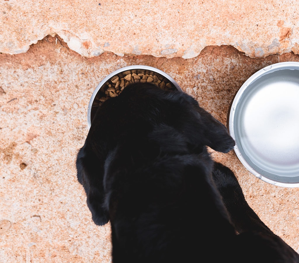 YETI Boomer™ 8 Dog Bowl